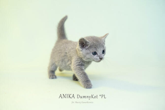 Kocięta Rosyjskie Niebieskie