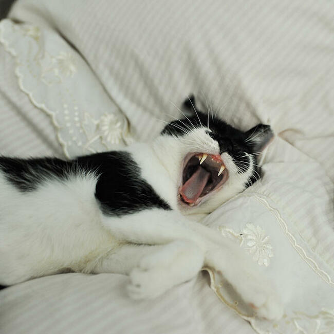 Opieka nad kotem, hotel dla kota, Kalisz + 50 km