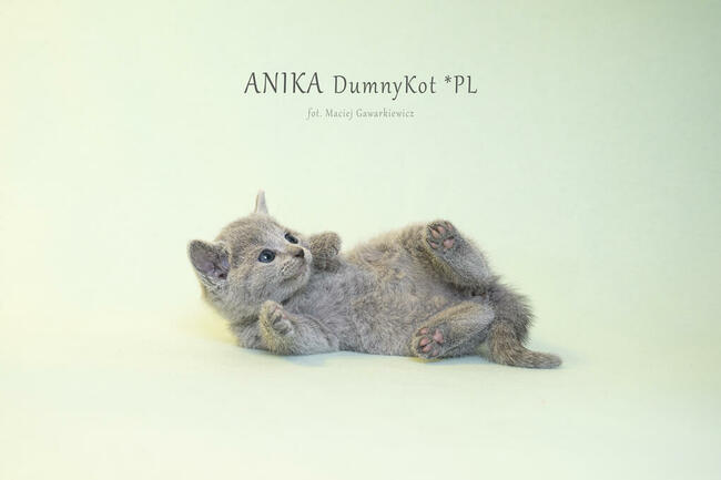 Kocięta Rosyjskie Niebieskie