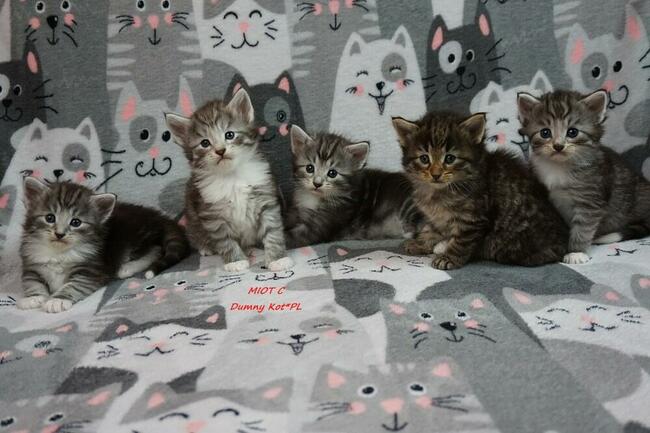 Kocięta Norweskie Leśne