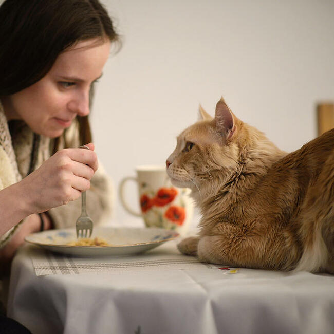 Opieka nad kotem, hotel dla kota, Kalisz + 50 km