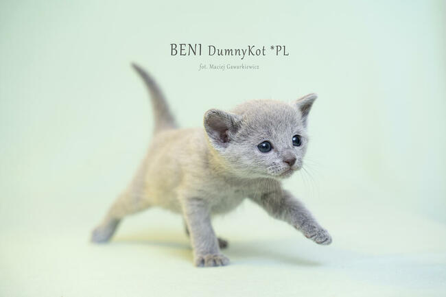 Kocięta Rosyjskie Niebieskie