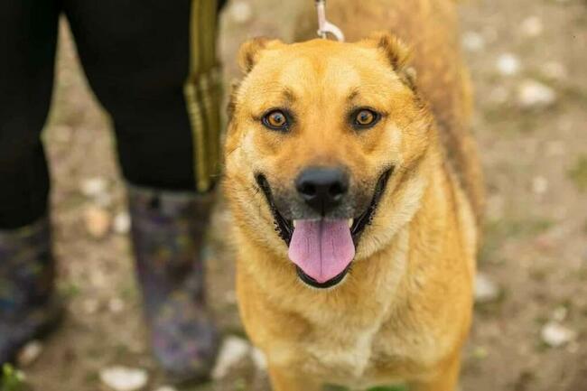 Sofi - przyjazna, młoda suczka szuka domu!