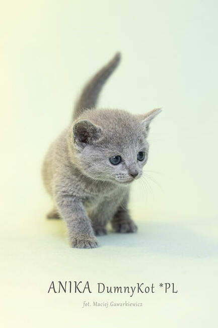 Kocięta Rosyjskie Niebieskie