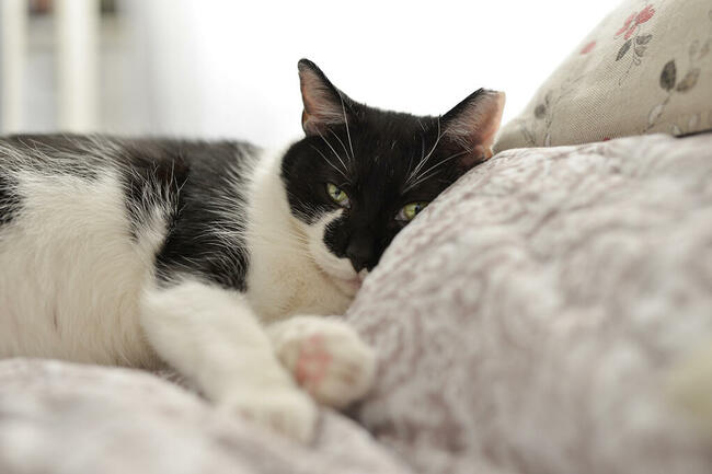 Opieka nad kotem, hotel dla kota, Kalisz + 50 km