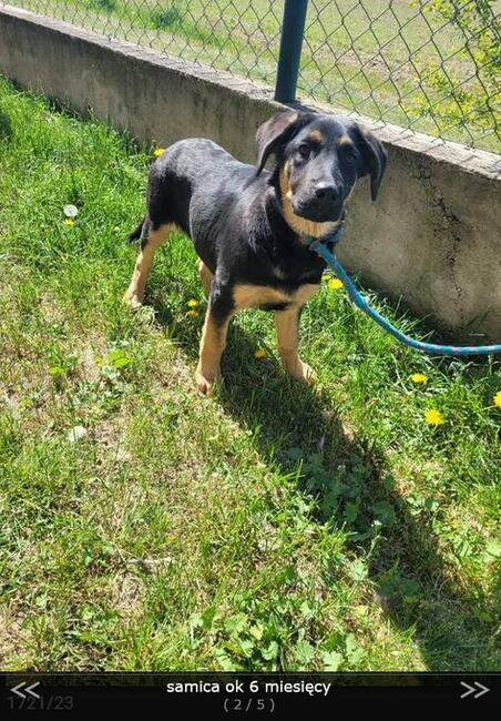 Alarm!! daj szansę ok.6 mczn, suni na dom Poldlasie