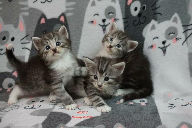 Kocięta Norweskie Leśne