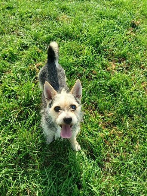 Siwy czeka na dom Fundacja