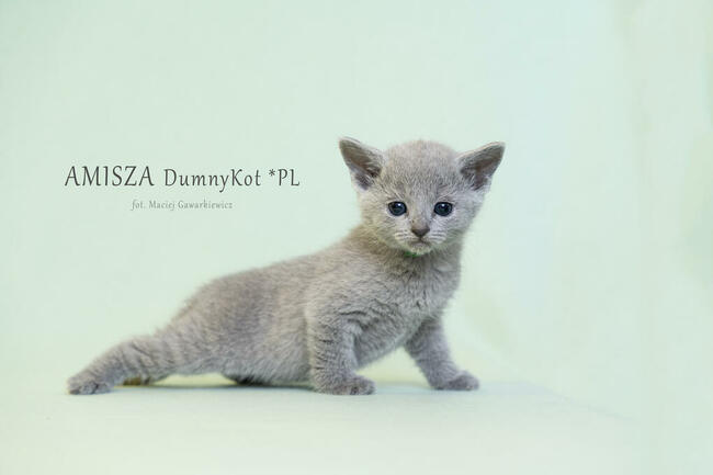 Kocięta Rosyjskie Niebieskie