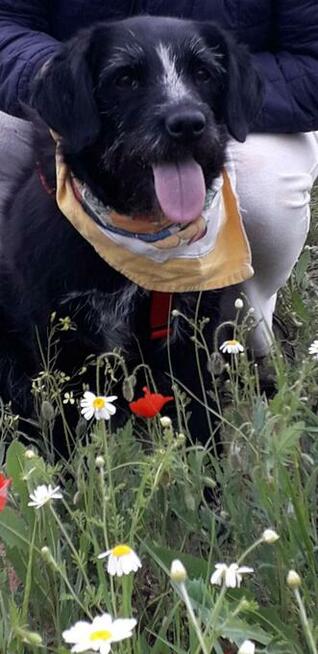 Dejna - psi anioł do pokochania od zaraz!