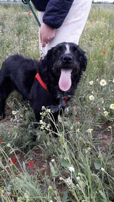 Dejna - psi anioł do pokochania od zaraz!