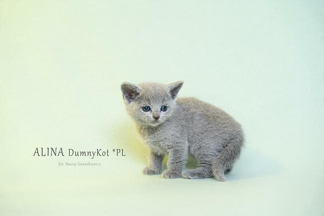 Kocięta Rosyjskie Niebieskie