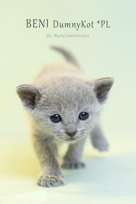 Kocięta Rosyjskie Niebieskie