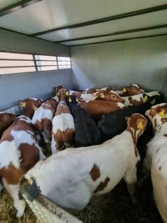 Byczki samodzielne Cała Pl