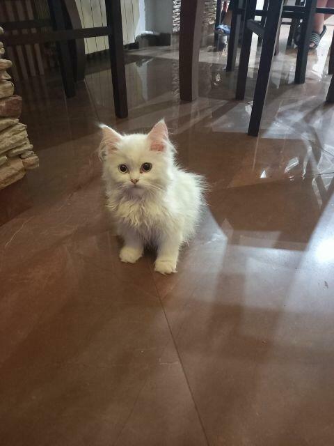 zaginęła kotka pers koloru białego