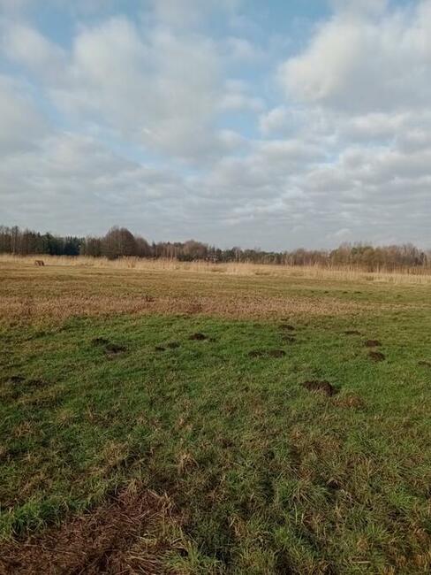 Wynajmę działkę łąka Głosków 7200 m2 .1200 mc