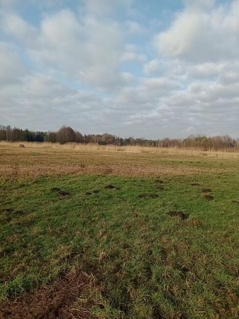 Wynajmę działkę łąka Głosków 7200 m2 .1200 mc