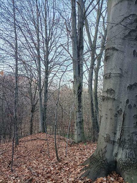 Sprzedam działkę 63,6a w Kossowej lub zamienię