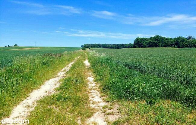 działka budowlana blisko lasu, Topola, gmina Izbica