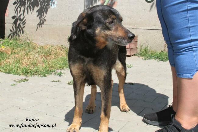 Kapra - kontaktowa sunia