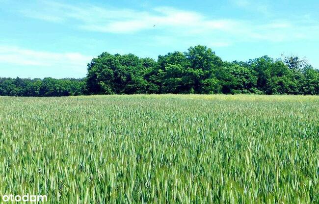 działka budowlana blisko lasu, Topola, gmina Izbica