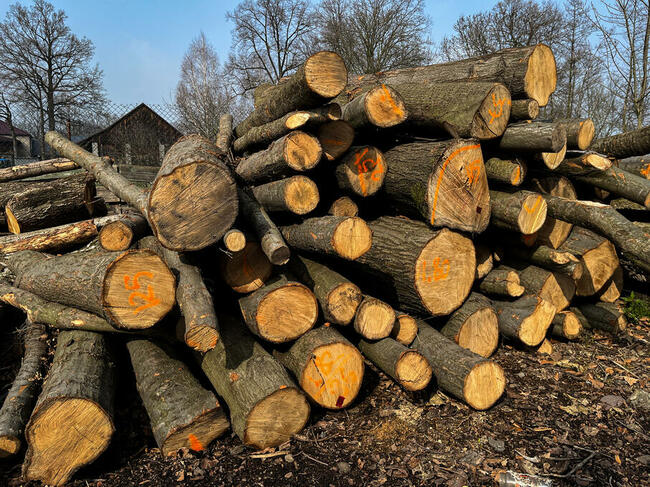 Drewno kominkowe DĄB BUK OLCHA BRZOZA
