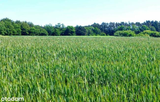 działka budowlana blisko lasu, Topola, gmina Izbica