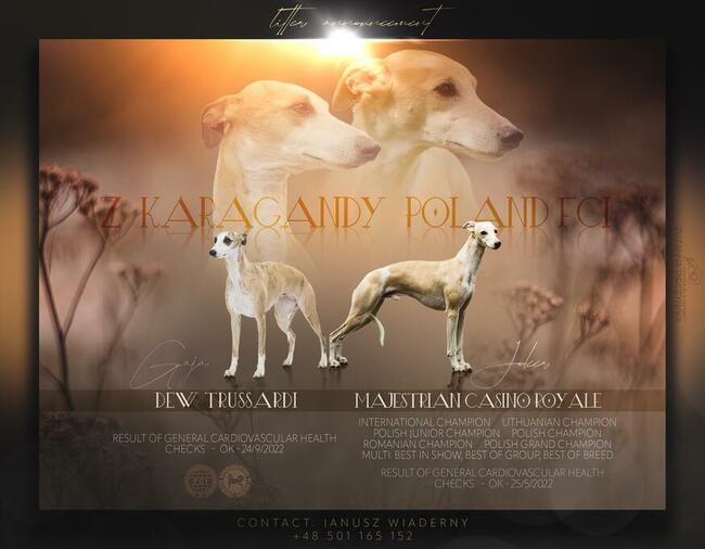 Chart angielski whippet