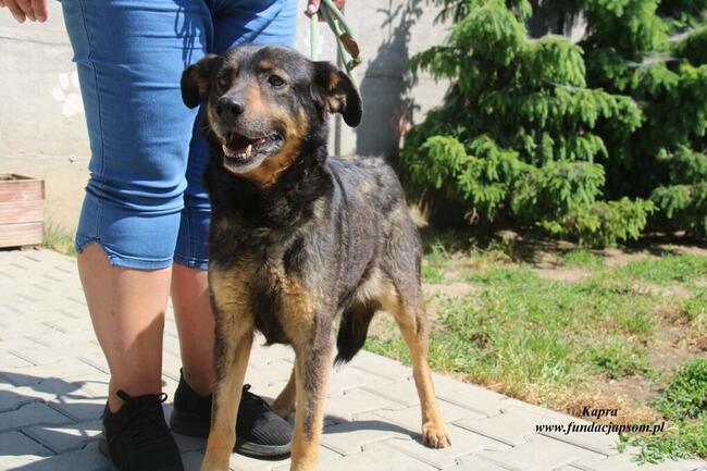 Kapra - kontaktowa sunia