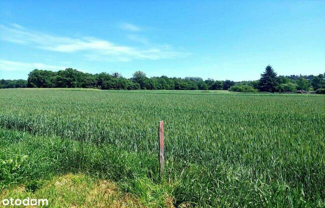 działka budowlana blisko lasu, Topola, gmina Izbica