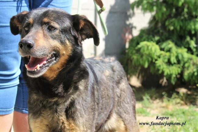 Kapra - kontaktowa sunia