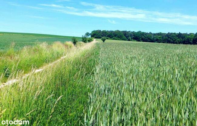 działka budowlana blisko lasu, Topola, gmina Izbica
