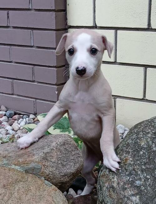 Chart angielski whippet