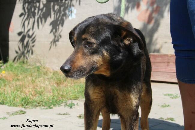 Kapra - kontaktowa sunia