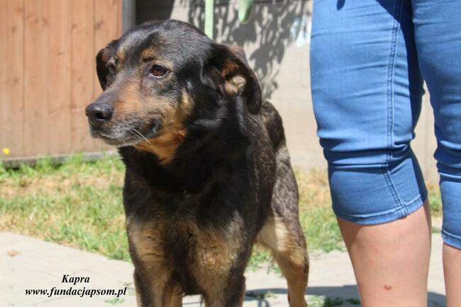 Kapra - kontaktowa sunia