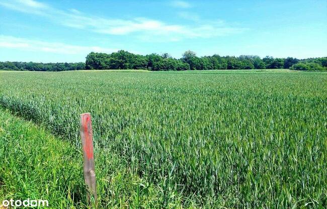 działka budowlana blisko lasu, Topola, gmina Izbica