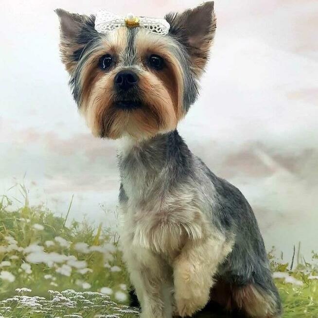 Kurs groomingu, kurs strzyżenia psów