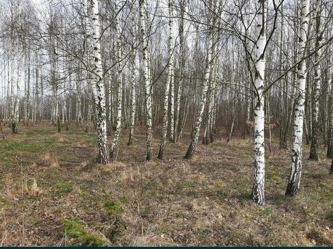 Działka rolno-budowlana Siemiatycze / Klin połosy 1ha