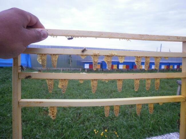 Sprzedam wysokiej jakości królowe karpatki