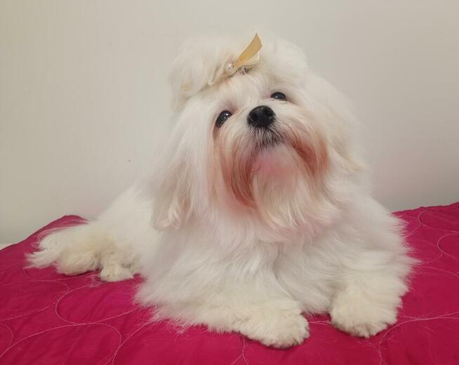 Kurs groomingu, kurs strzyżenia psów