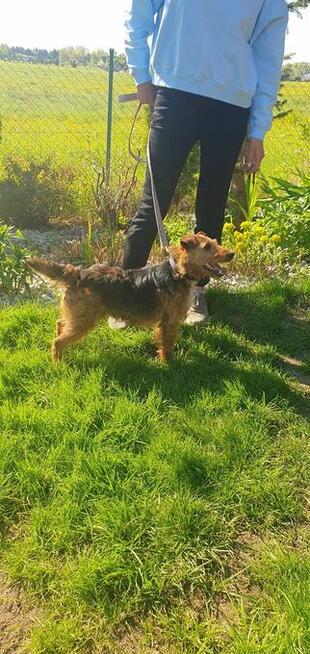 Tofik ok 3,5 roczny piesek w typ.terierka Iwona Now.