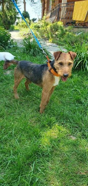 Tofik ok 3,5 roczny piesek w typ.terierka Iwona Now.