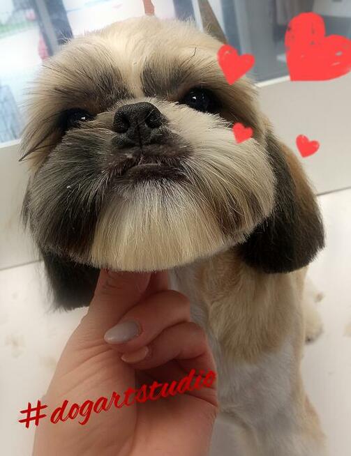 Kurs groomingu, kurs strzyżenia psów