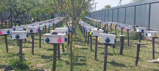 Sprzedam wysokiej jakości królowe karpatki