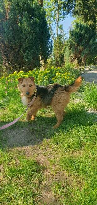 Tofik ok 3,5 roczny piesek w typ.terierka Iwona Now.