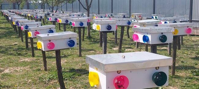 Sprzedam wysokiej jakości królowe karpatki