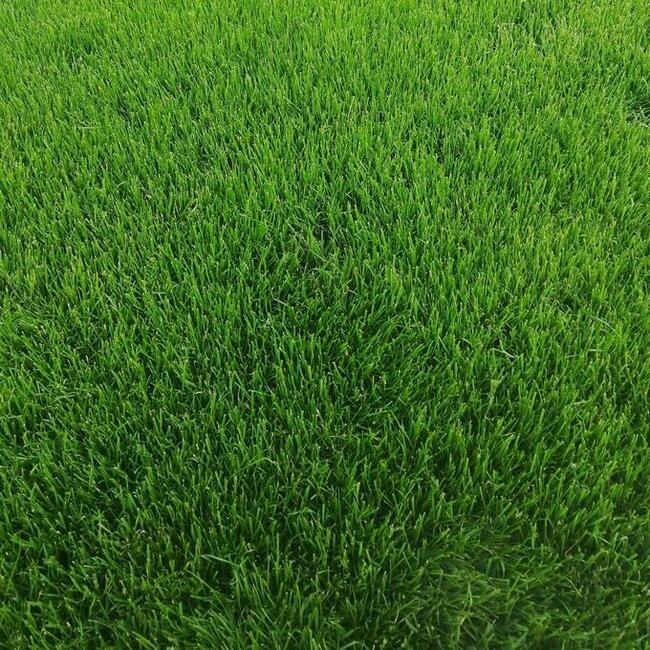 Zakładanie trawników i systemów automatycznego nawadniania