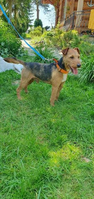 Tofik ok 3,5 roczny piesek w typ.terierka Iwona Now.