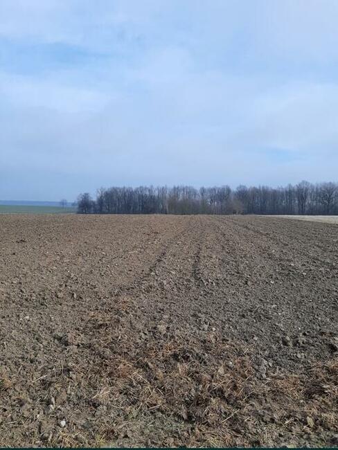 Działka rolno-budowlana Siemiatycze / Klin połosy 1ha