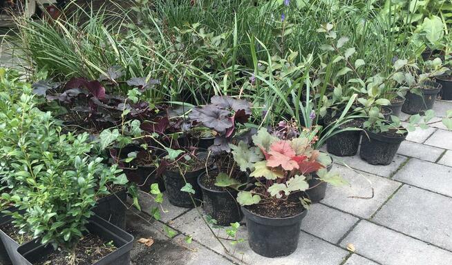 Sadzonki berberysów i inne...